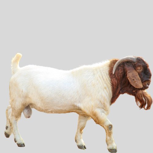 ماعز البوير