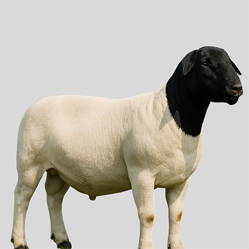 الدوربر DORPER