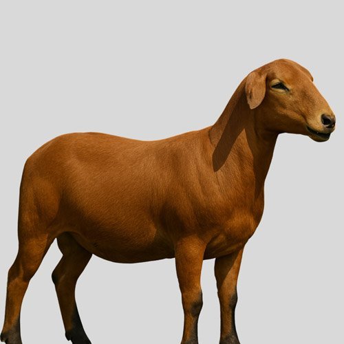 الميت ماستر MEATMASTER